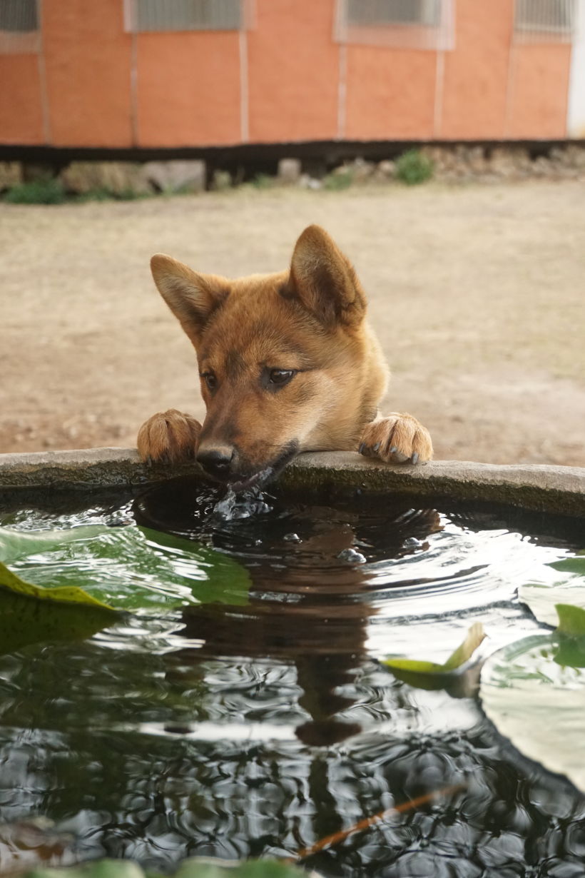 Osito, tomando agua del estanque de nenúfares