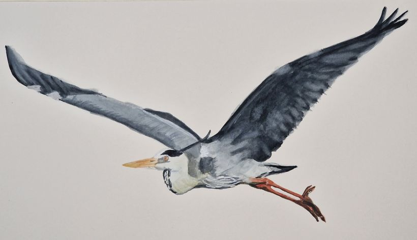 Mi proyecto del curso: Ilustración naturalista de aves con acuarela. Garza real 1