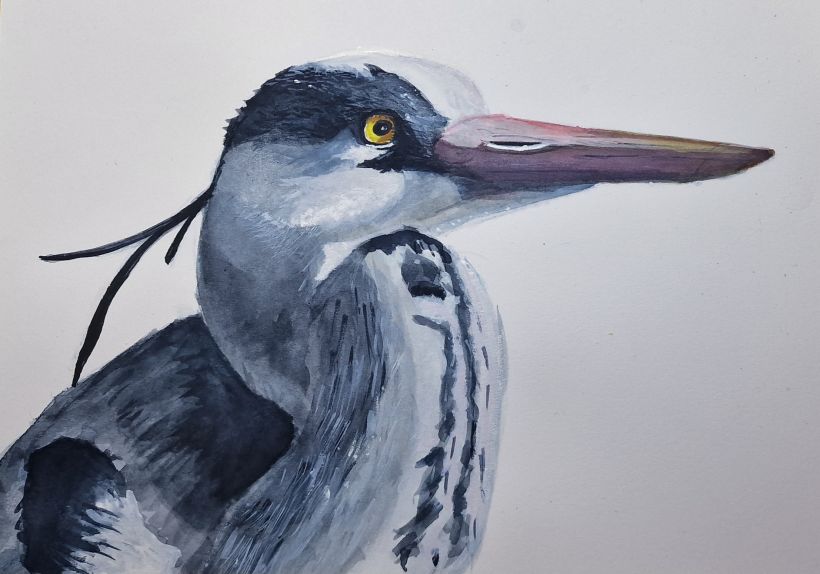 Mi proyecto del curso: Ilustración naturalista de aves con acuarela. Garza real 2