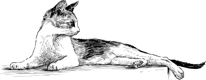 Domestic Cat Face - Framed Original Drawing – Wildlife Drawings by Jim  Wilson