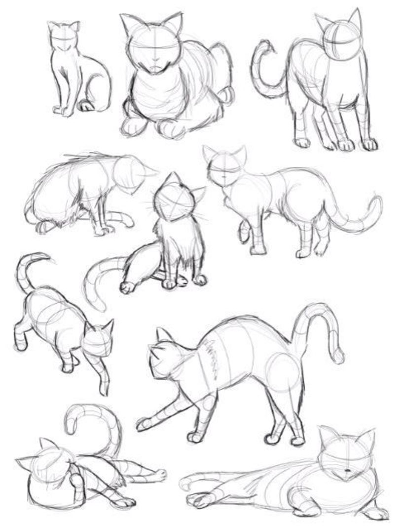 How to Draw a Cat Step By Step Tutorial | Nil Tech - shop.nil-tech