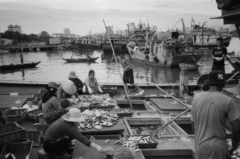 Fishermen scoop up mackerel from the holds, while women pack them in to crates.