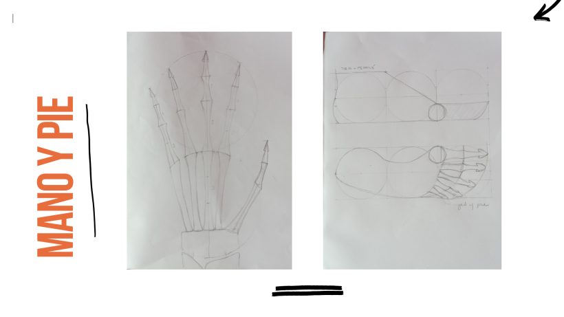 Mi proyecto del curso: Dibujo anatómico para principiantes 8