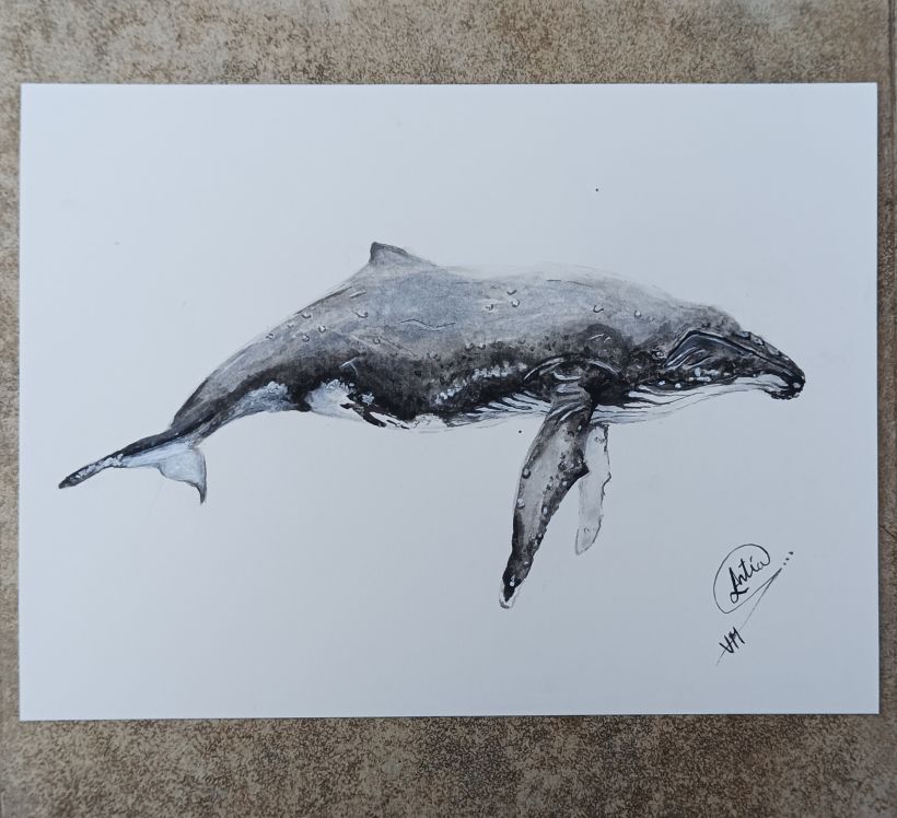 Mi proyecto del curso: Técnicas de ilustración naturalista: ballenas en acuarela 1