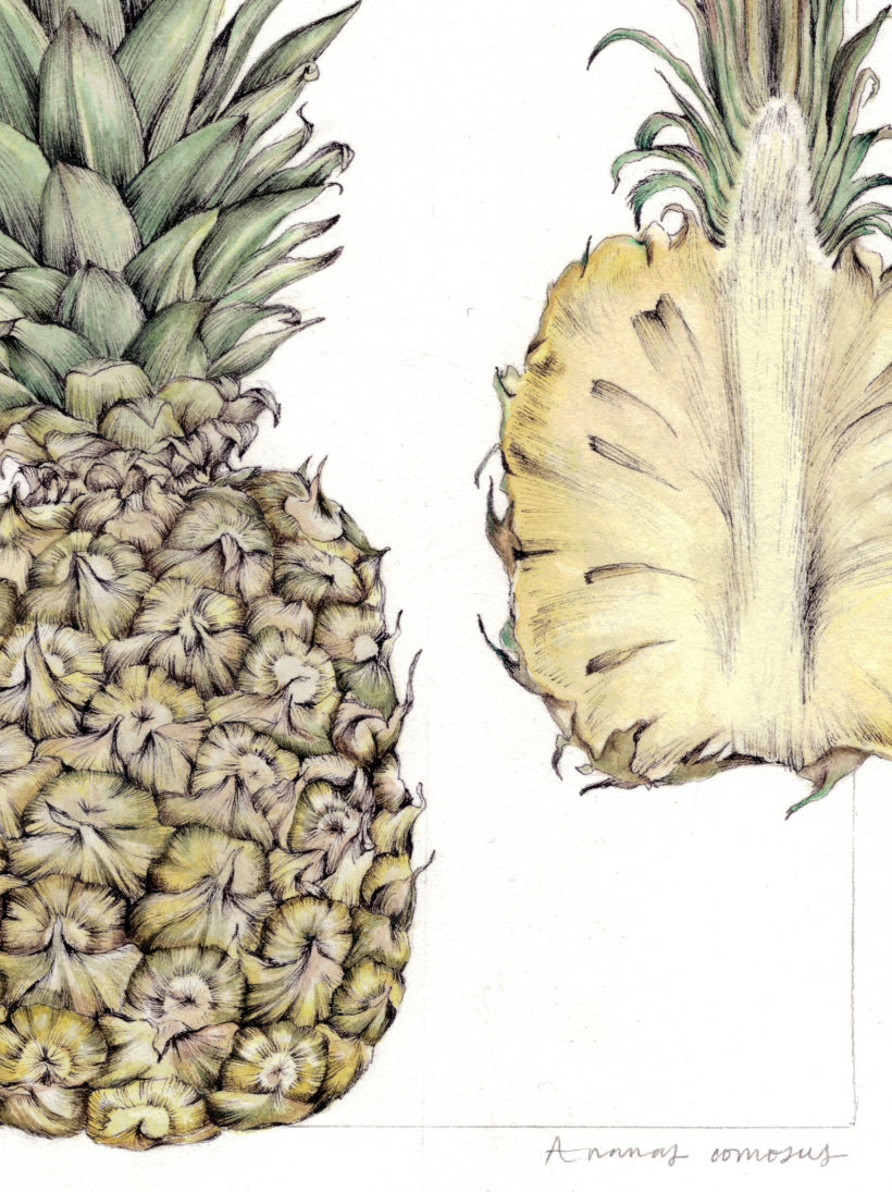 Piña (Ananas comosus) 9