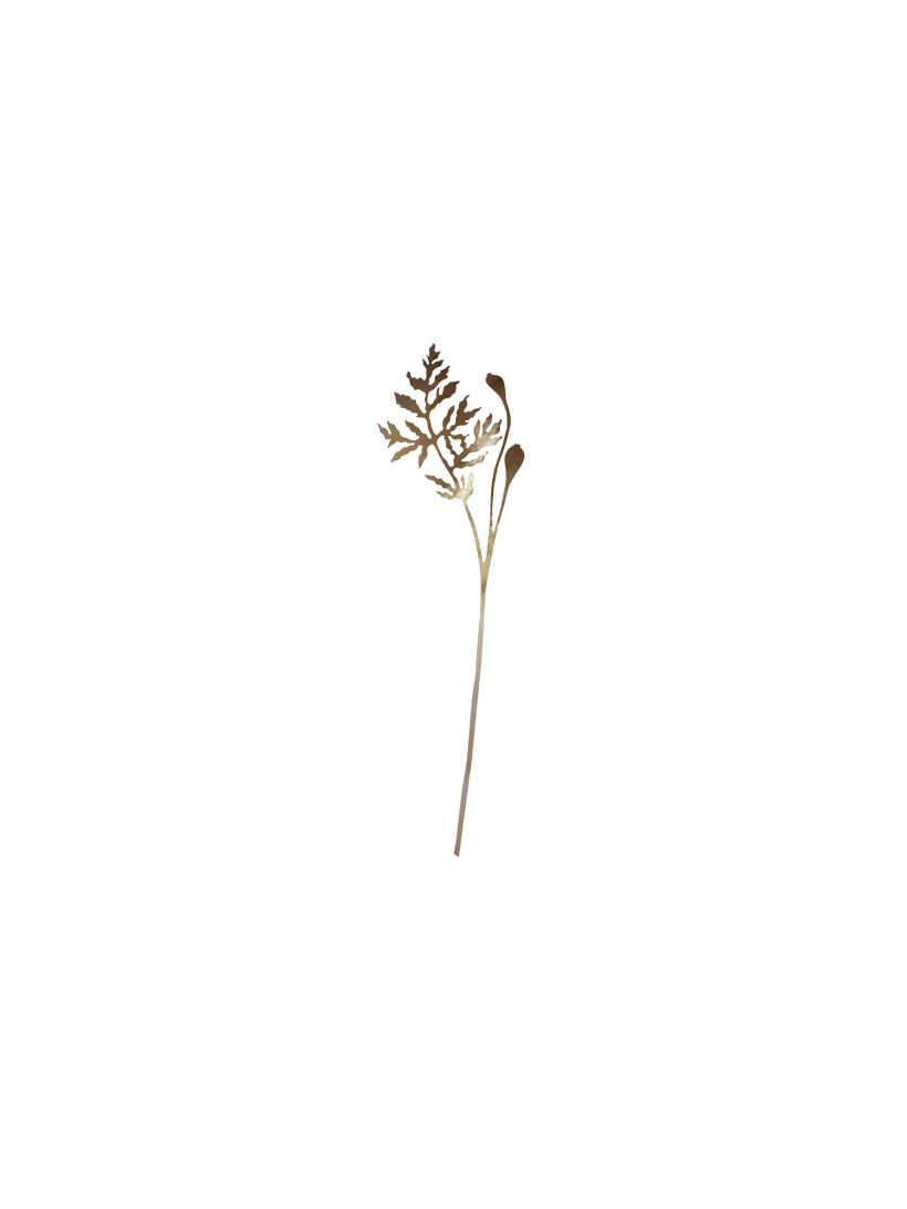 Wild & Fragile - Botanical decoration/Hairpin