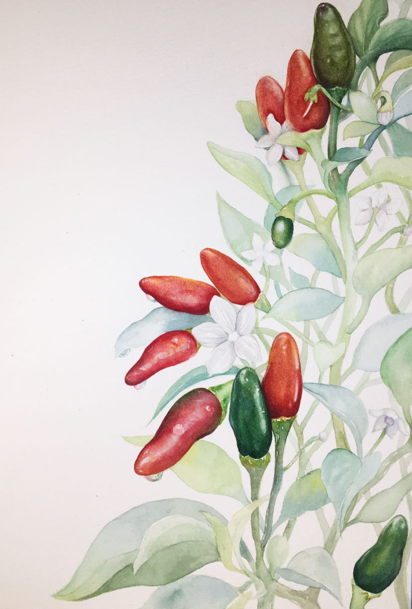 CHILI PEPPERS: Ilustración botánica realista: conecta con la naturaleza 5