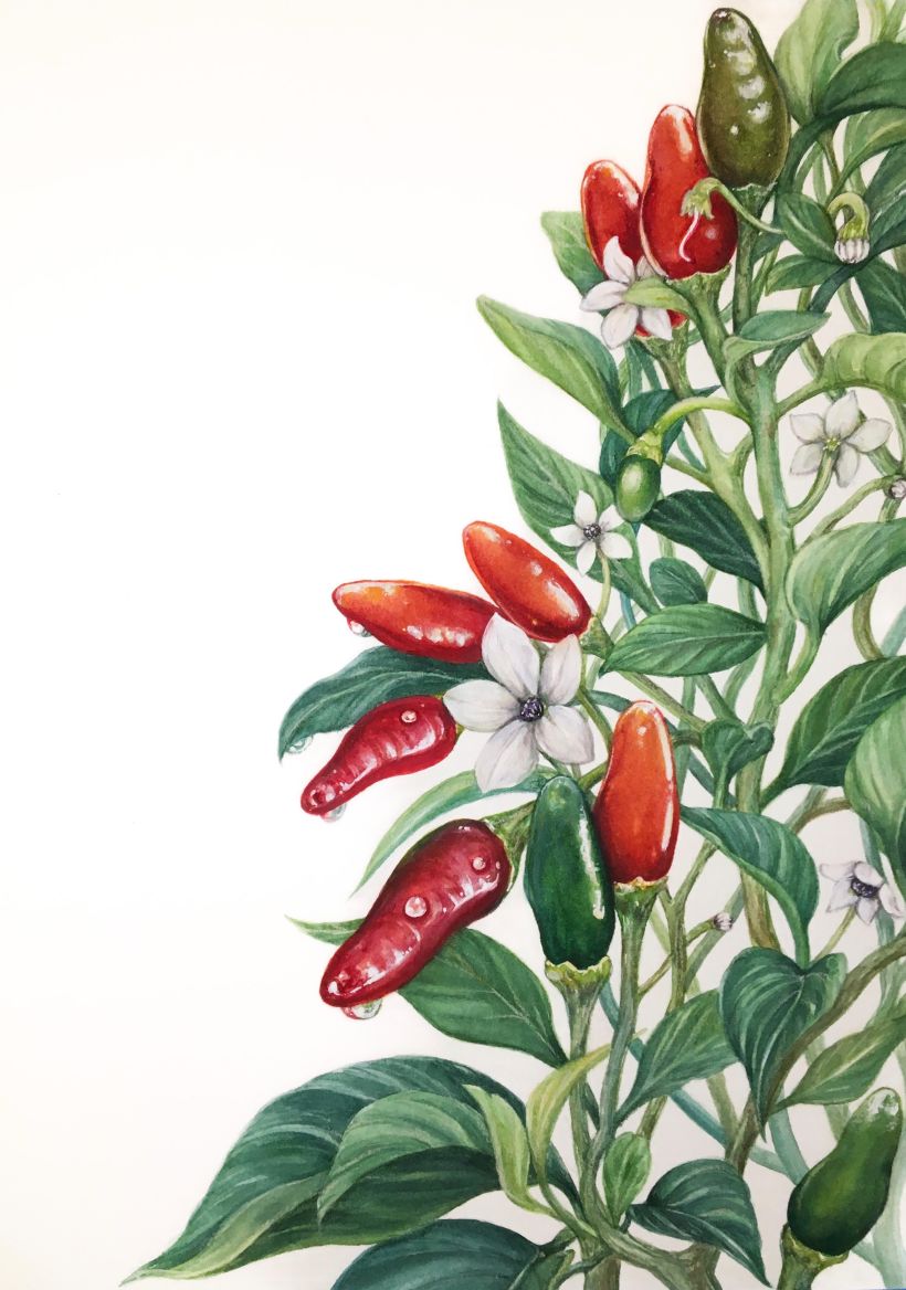 CHILI PEPPERS: Ilustración botánica realista: conecta con la naturaleza 7