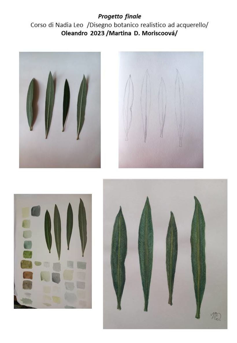 Il mio progetto del corso: Disegno botanico realistico ad acquerello 1