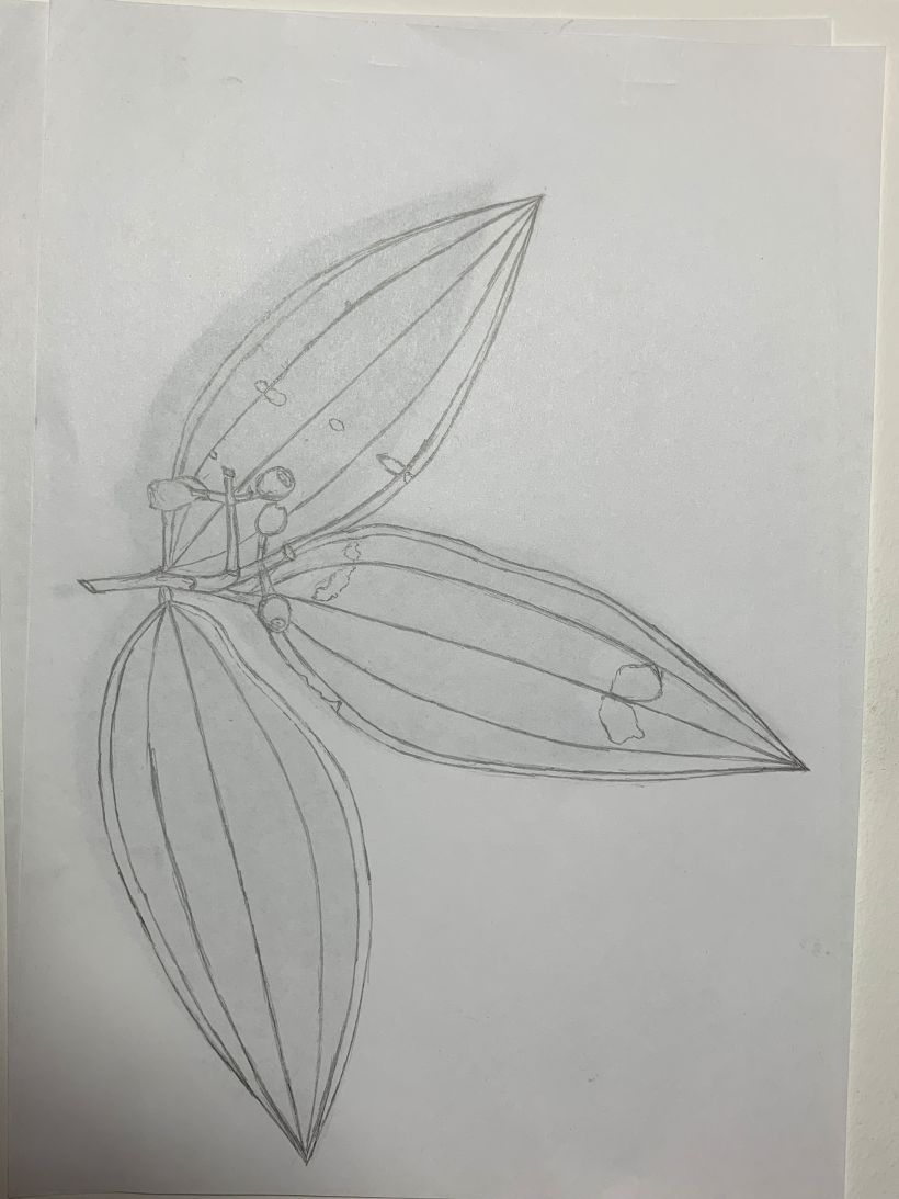 Meu projeto do curso: Desenho botânico realista em aquarela 2