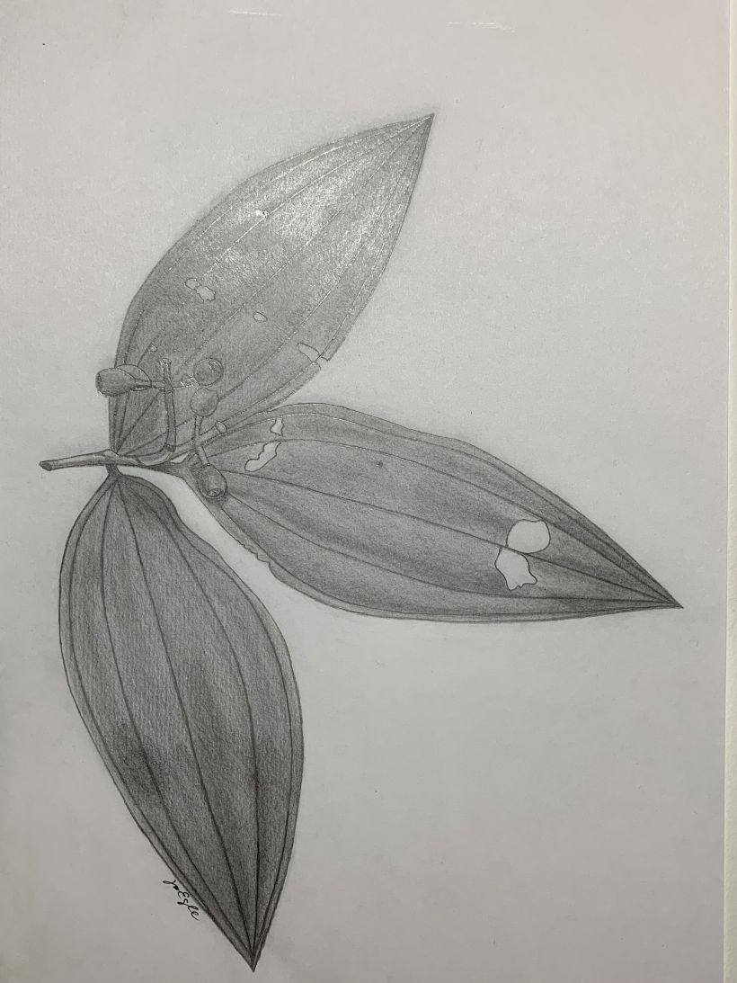 Meu projeto do curso: Desenho botânico realista em aquarela 3