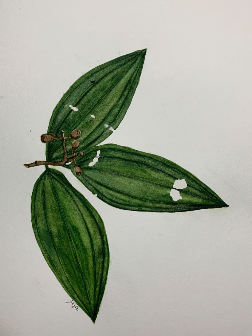Meu projeto do curso: Desenho botânico realista em aquarela 4