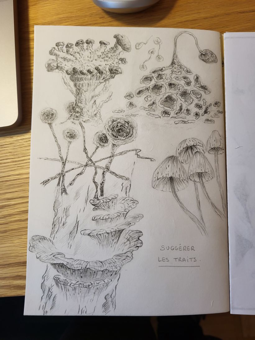 Deuxième planche, cette fois-ci composée de lichens et de fungi