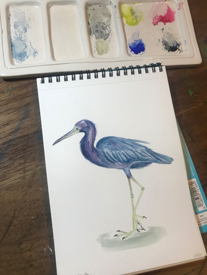 Mi proyecto del curso: Ilustración naturalista de aves con acuarela 1