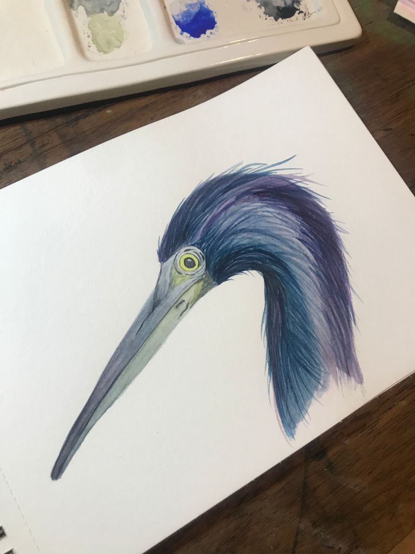 Mi proyecto del curso: Ilustración naturalista de aves con acuarela 2
