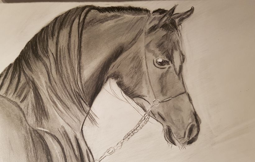 A Horse's Head | Horse drawings, Realistic drawings, Horses