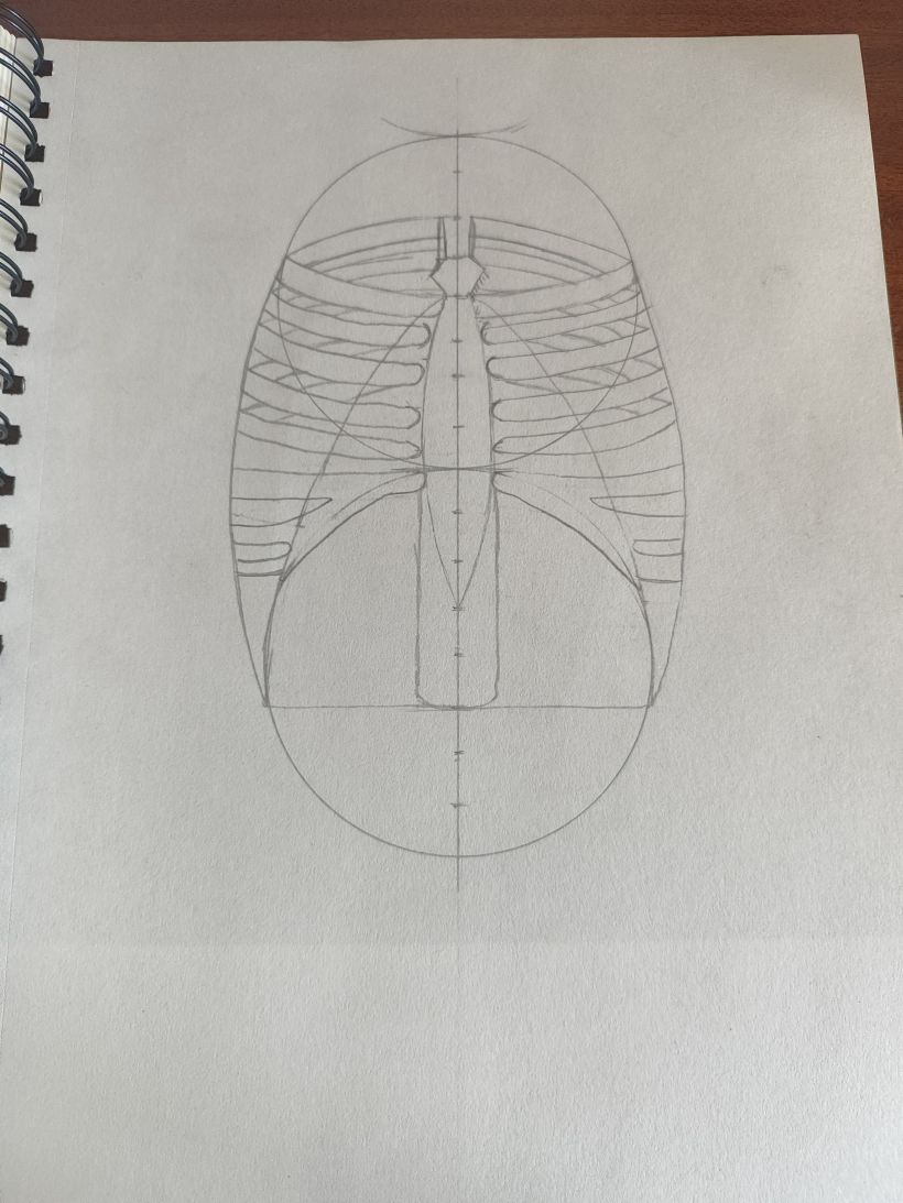 Mi proyecto del curso: Dibujo anatómico para principiantes 11