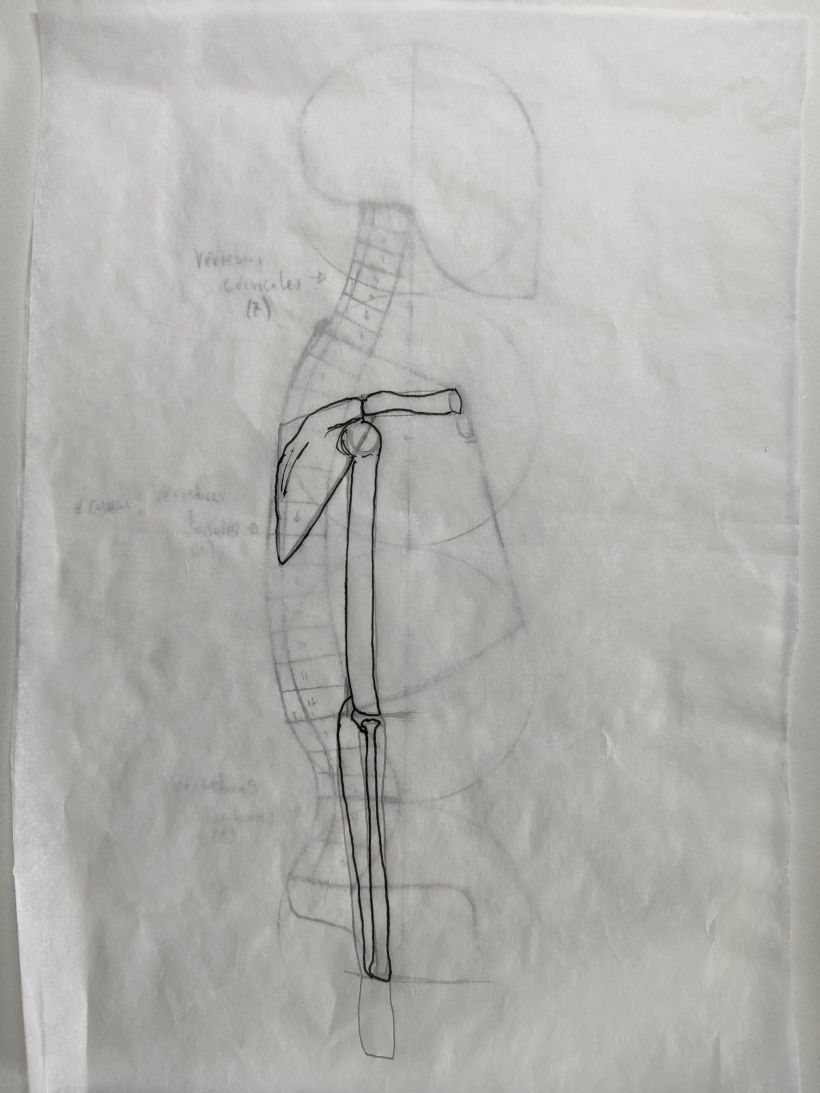 Mi proyecto del curso: Dibujo anatómico para principiantes 18