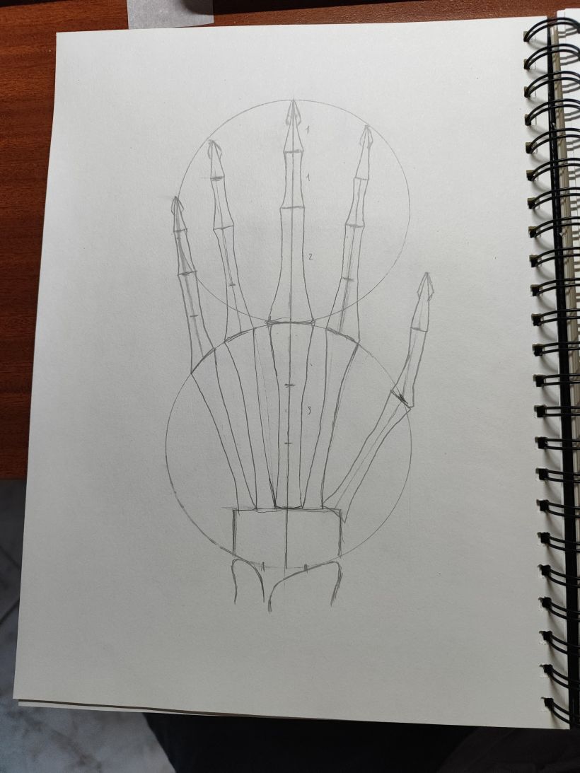 Mi proyecto del curso: Dibujo anatómico para principiantes 19