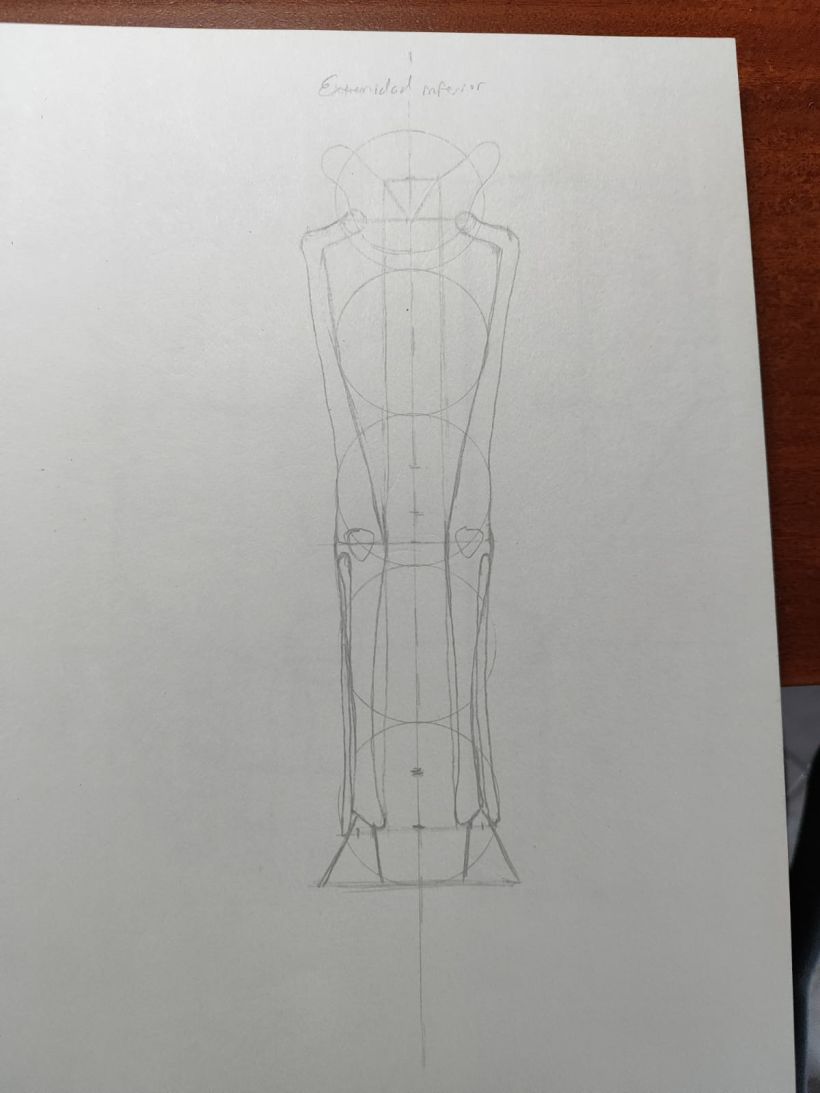 Mi proyecto del curso: Dibujo anatómico para principiantes 22