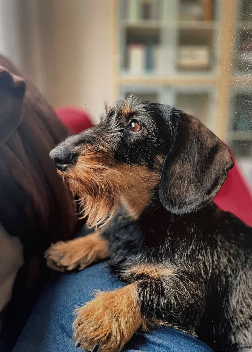 My girly, Ginny the wire-haired dachshund. 