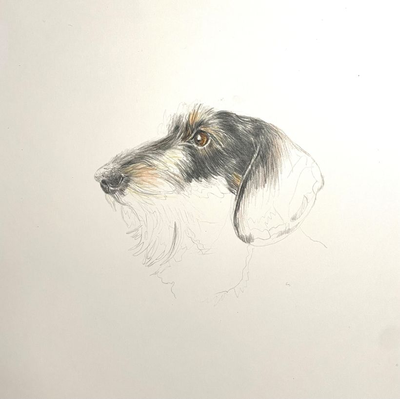 My project for course: Pet Portraits in Colored Pencils: Ginny the Dachshund 3