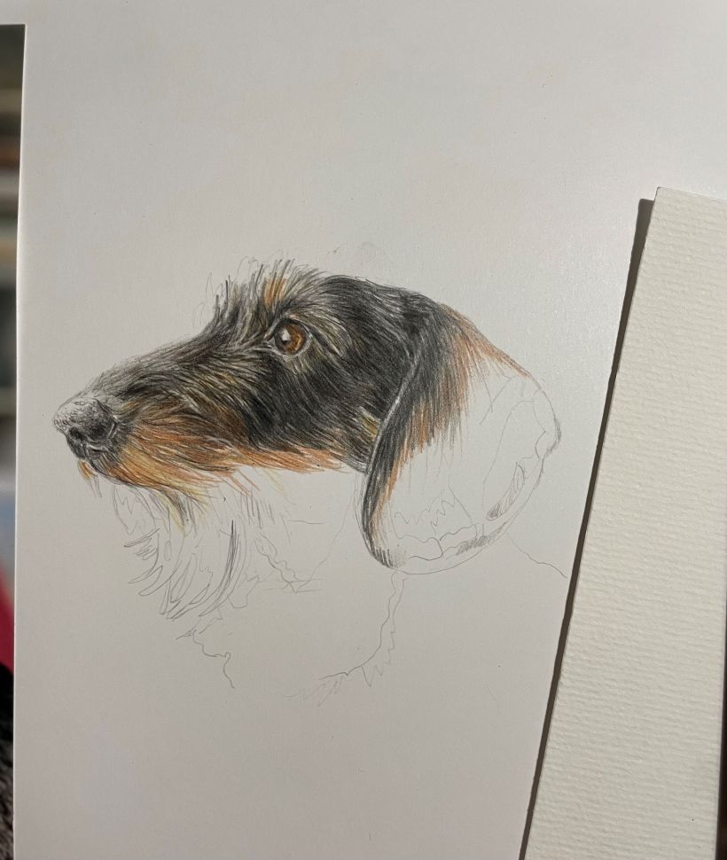 My project for course: Pet Portraits in Colored Pencils: Ginny the Dachshund 4