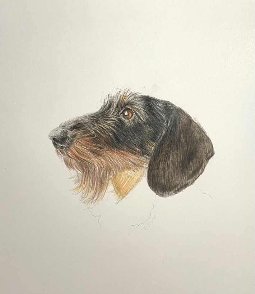 My project for course: Pet Portraits in Colored Pencils: Ginny the Dachshund 5