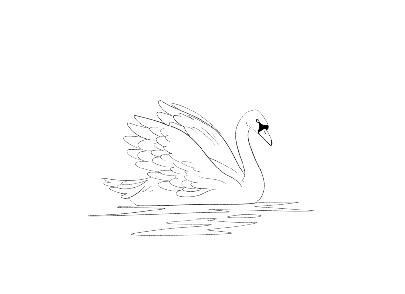 how to draw a swan for beginners 