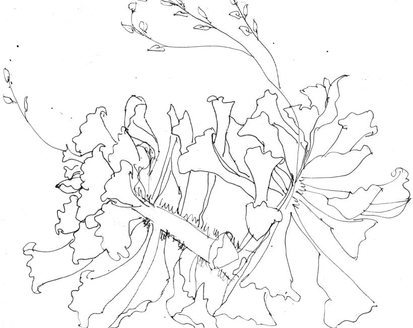 Mi proyecto del curso: Sketchbook botánico: una aproximación meditativa 2