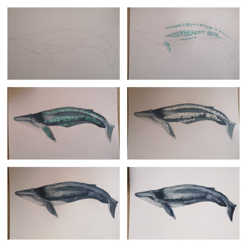 Proceso de la ballena azul / Blue whale process 