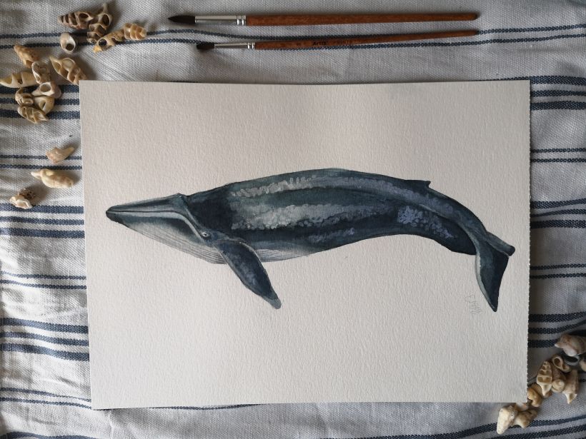 Resultado final de la ballena azul / Final result of the blue whale 