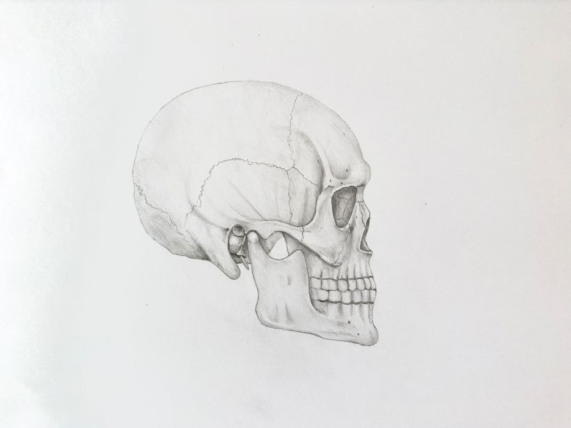 My project for course: Intro to Anatomy Drawing with Graphite Pencil 2