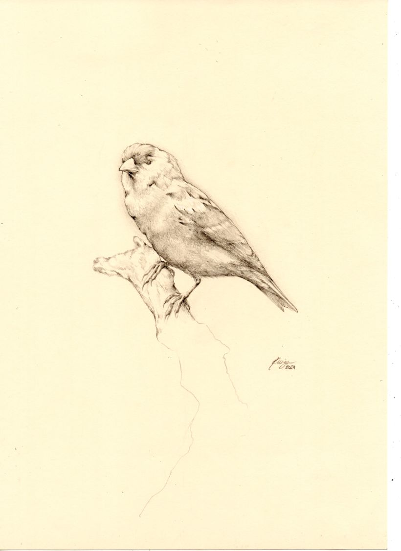 Meu projeto do curso: Pintura a óleo clássica para retratos naturalistas de pássaros 1