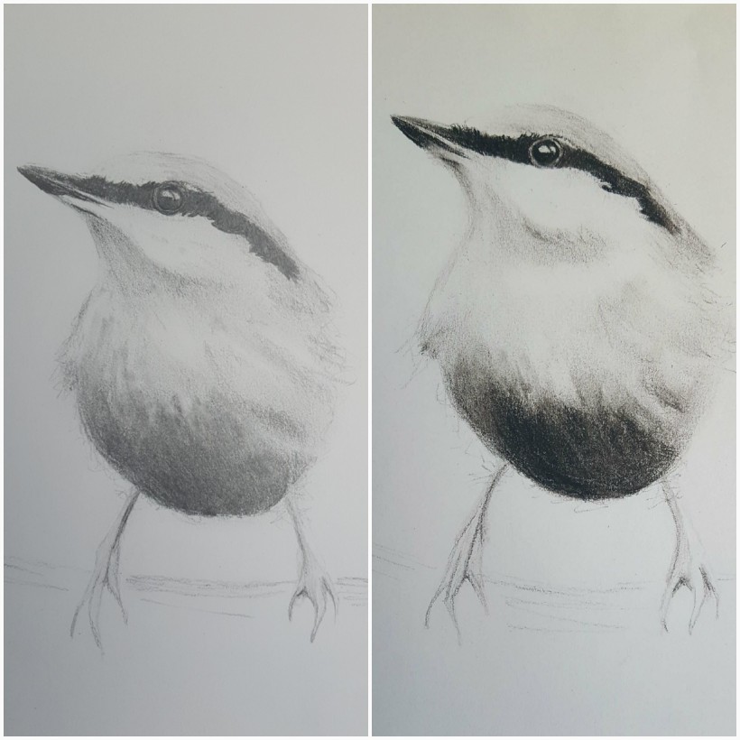 Pencil and Charcoal drawing of birds Domestika