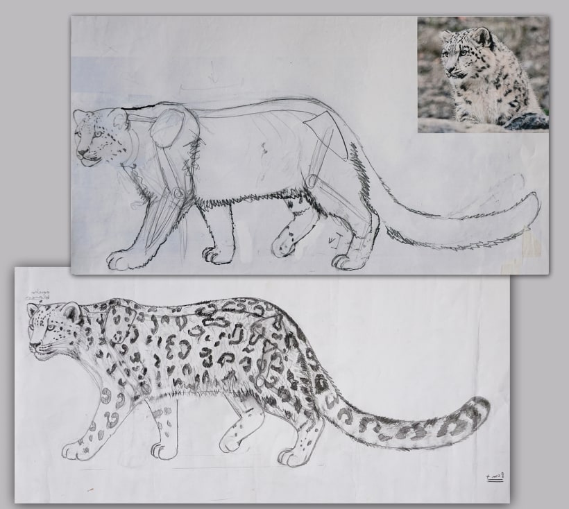 Leopardo de las nieves (Panthera uncia) | Domestika