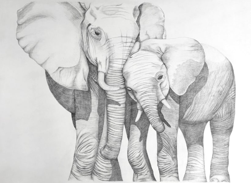 Elefantes a lápiz | Domestika