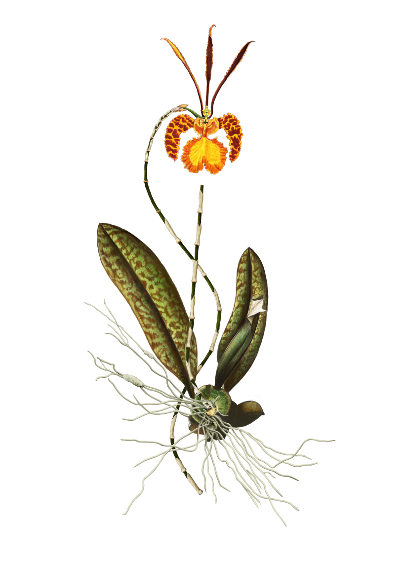 Orquídea Mariposa (Ilustración digital) | Domestika