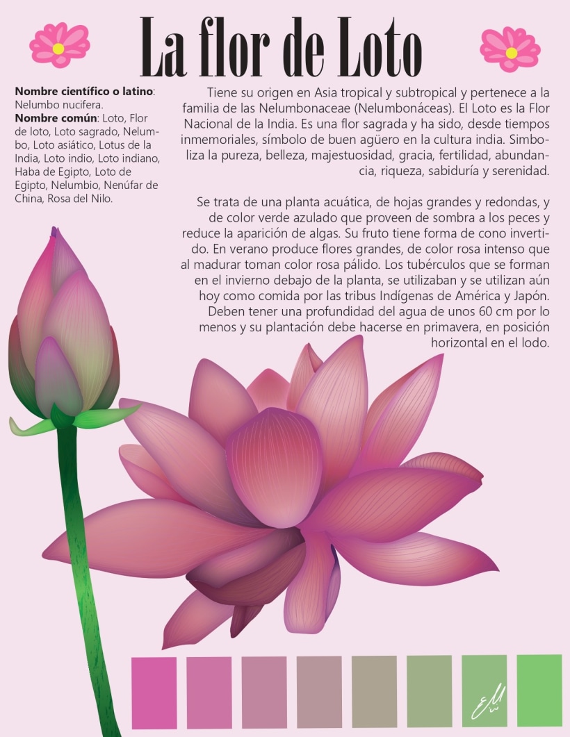 Ilustración naturalista de flor de loto | Domestika