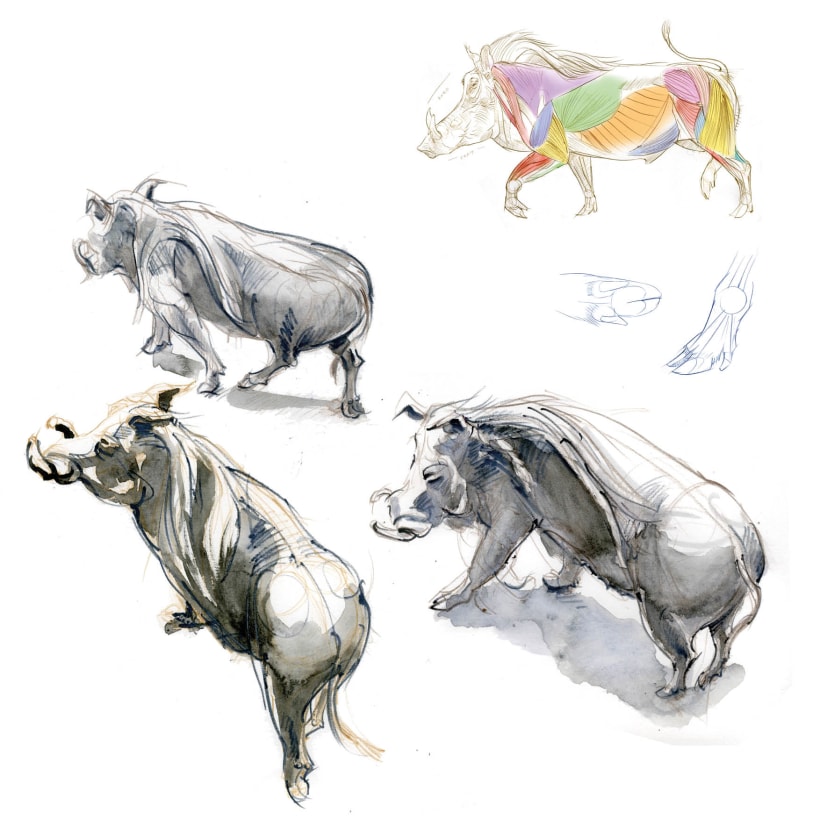 The Field Guide to Drawing & Sketching Animals | Domestika
