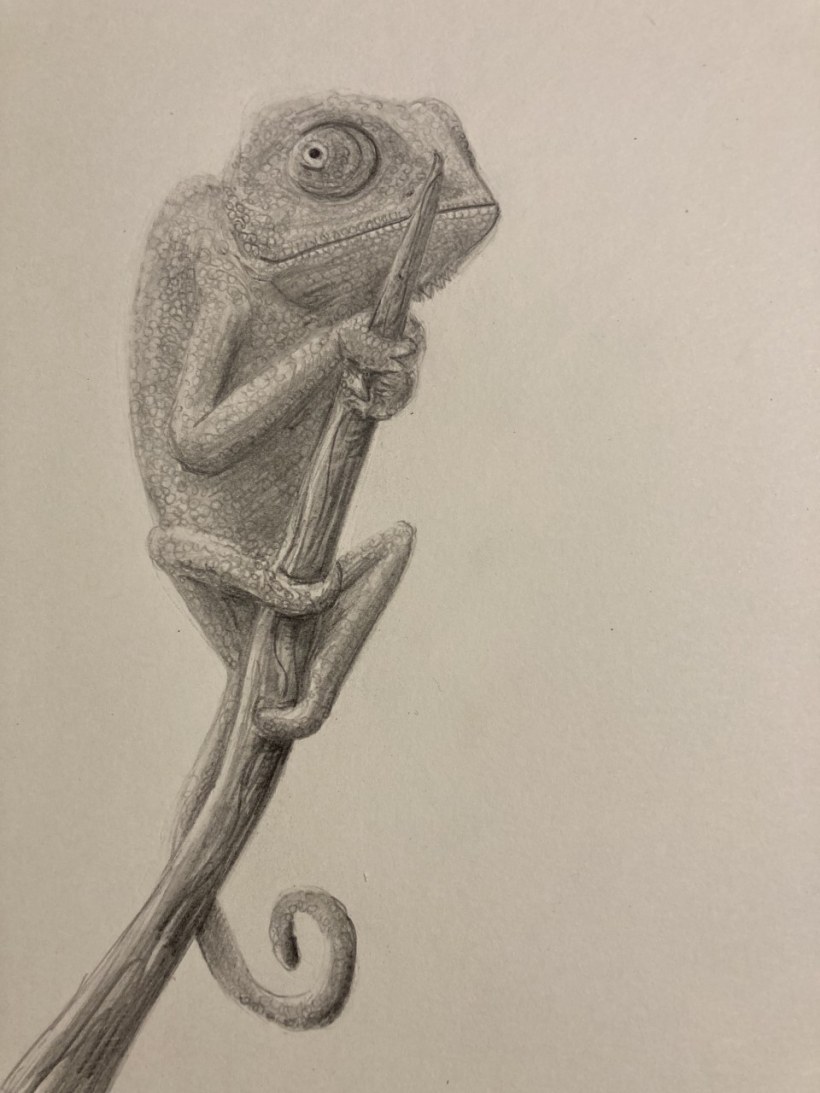 roterend Grap Groene achtergrond Chameleon pencil drawing | Domestika