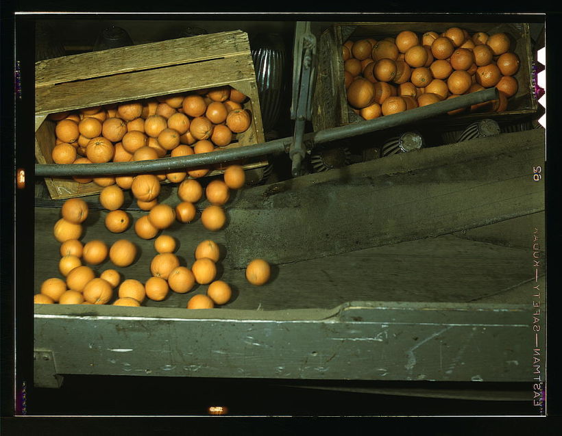 Oranges gathering 1943 1