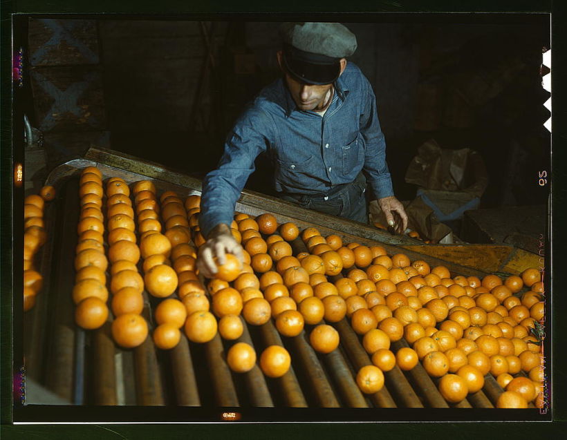 Oranges gathering 1943 2