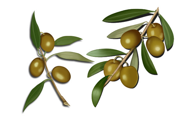 Aceite de oliva 4