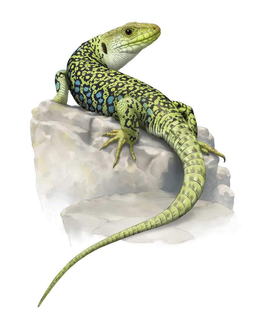 Ilustraciones Reptiles 3