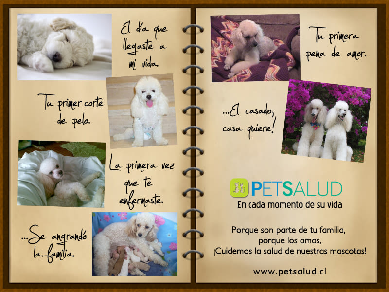 Pet Salud 7