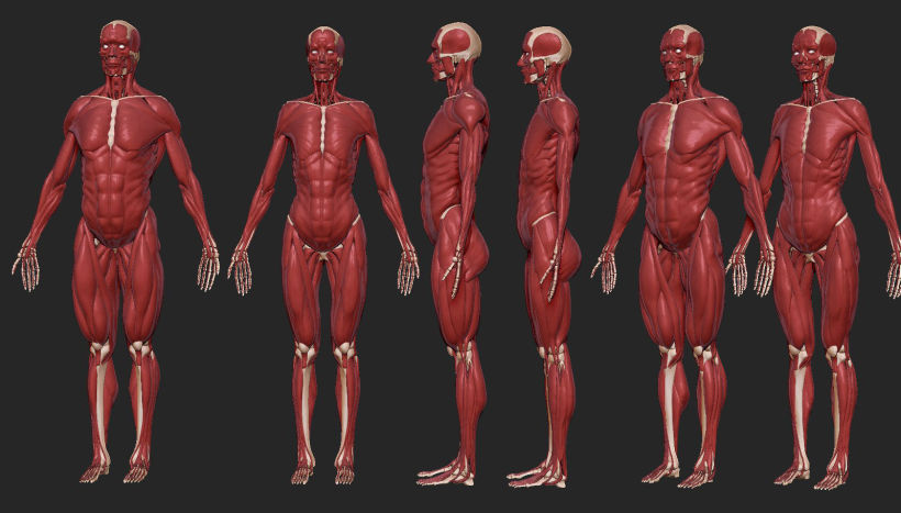 Human Anatomy 7