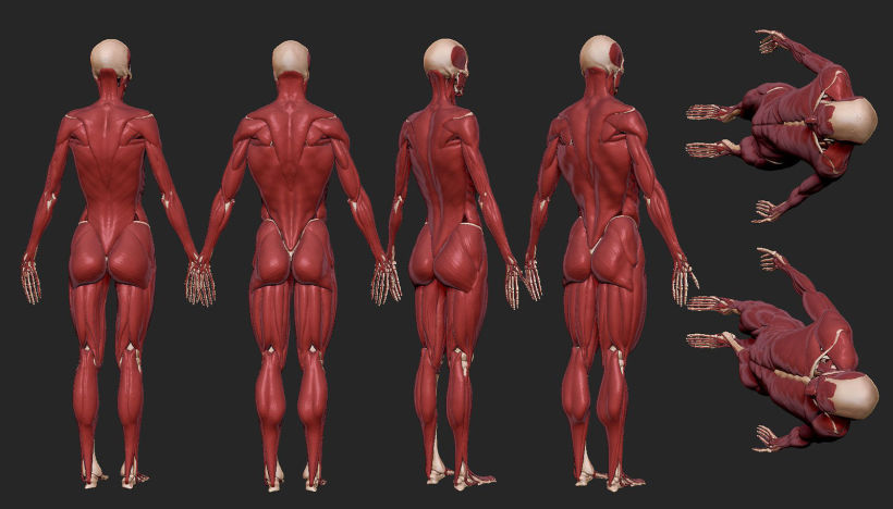 Human Anatomy 8