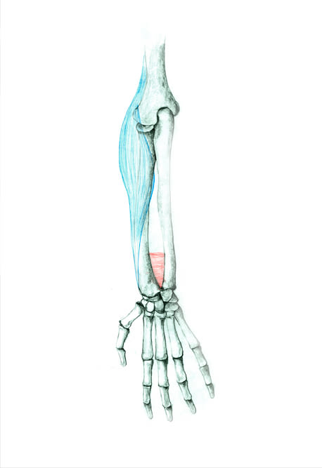 Esudio de anatomía del brazo 1