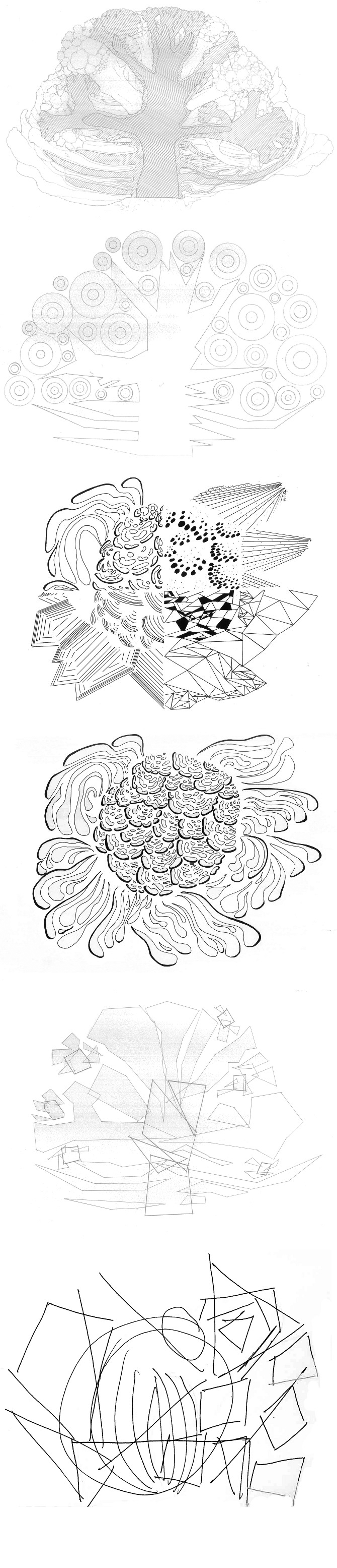 ilustración coliflor 0